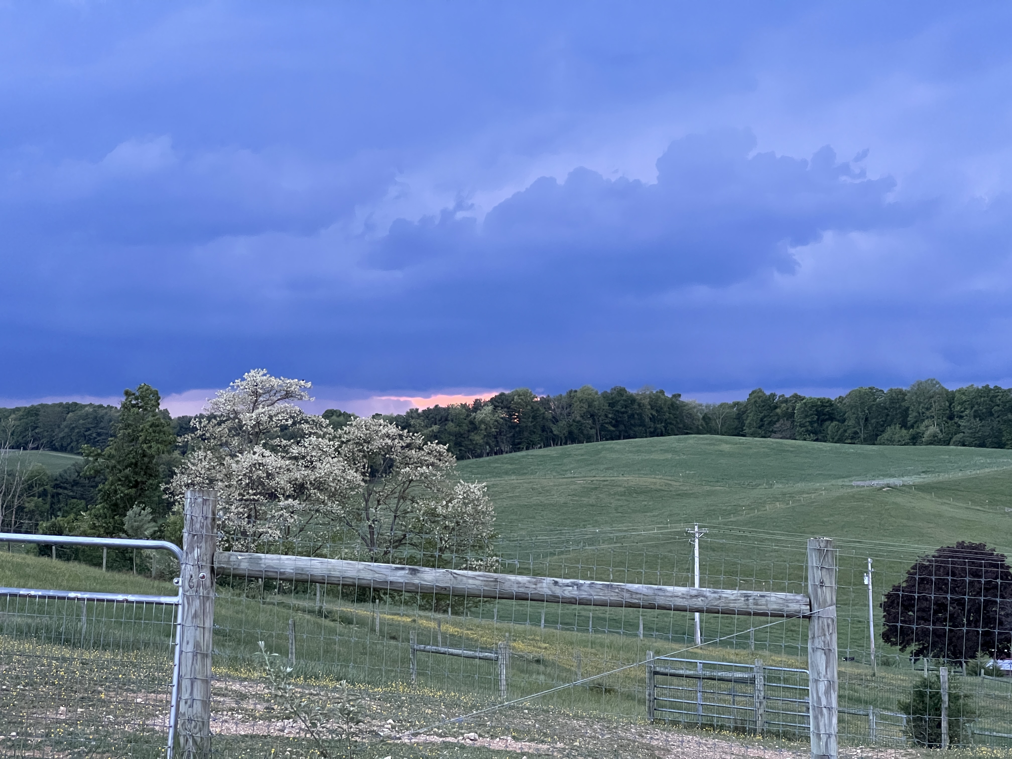 ./2025/04 - Virginia Creeper/IMG_5608.JPG